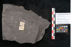 Foto (Objekt + Etikett) von Senftenbergia crenata Lindl. et H. (NHMW-GEO-2024-0188-10940)